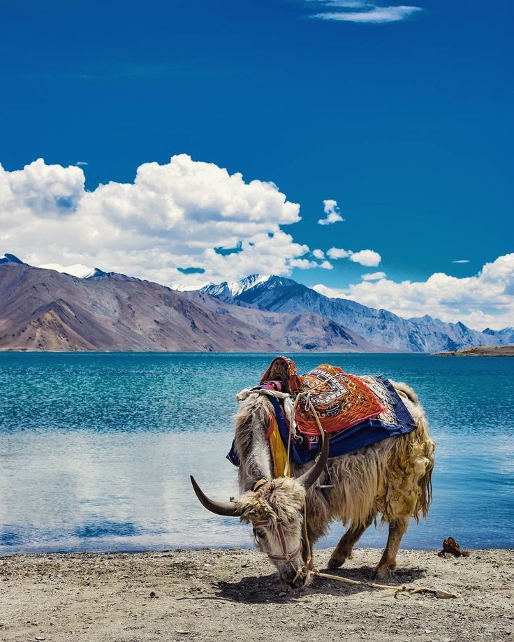 SRINAGAR 02 N + HOUSEBOAT 01 N + KARGIL 01 N + LEH 03 N + NUBRA 01 N + PANGONG 01N TOUR PACKAGE image