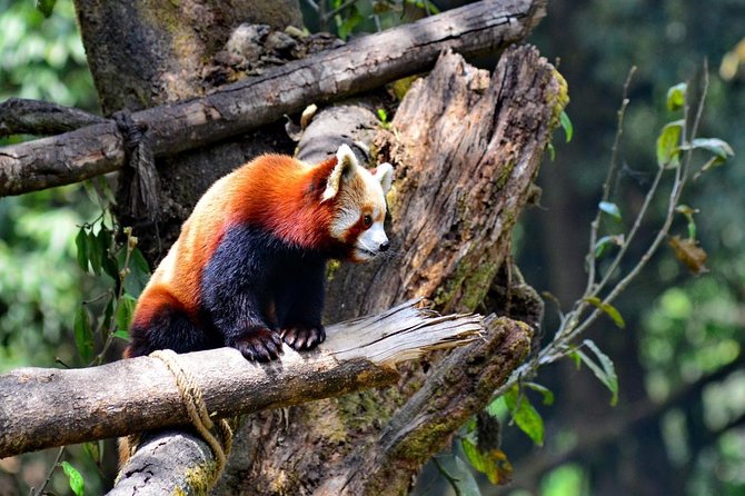 GANGTOK 03 N + DARJEELING 02 N TOUR PACKAGE image