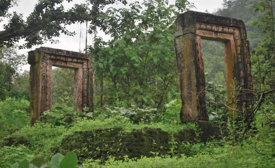 Polo Forest image