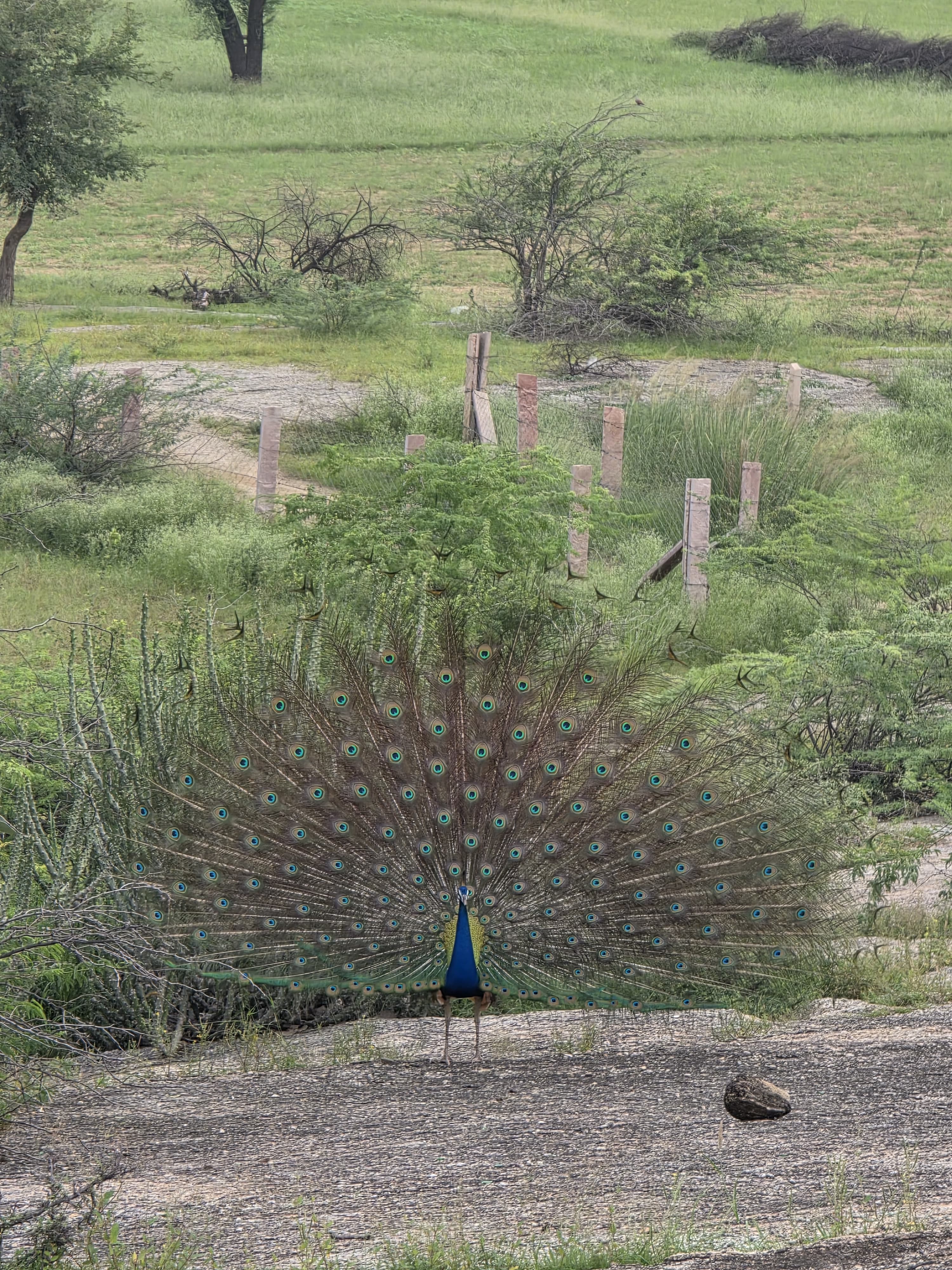 Jawai Ranakpur Udaipur image