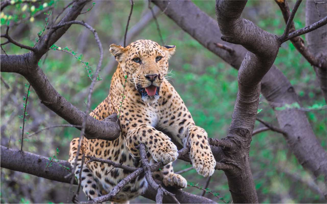 Jawai Ranakpur Udaipur image