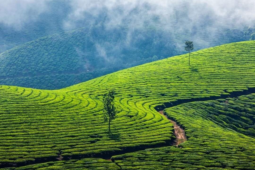 MUNNAR 02N + THEKKADY 01 TOUR PACKAGE image