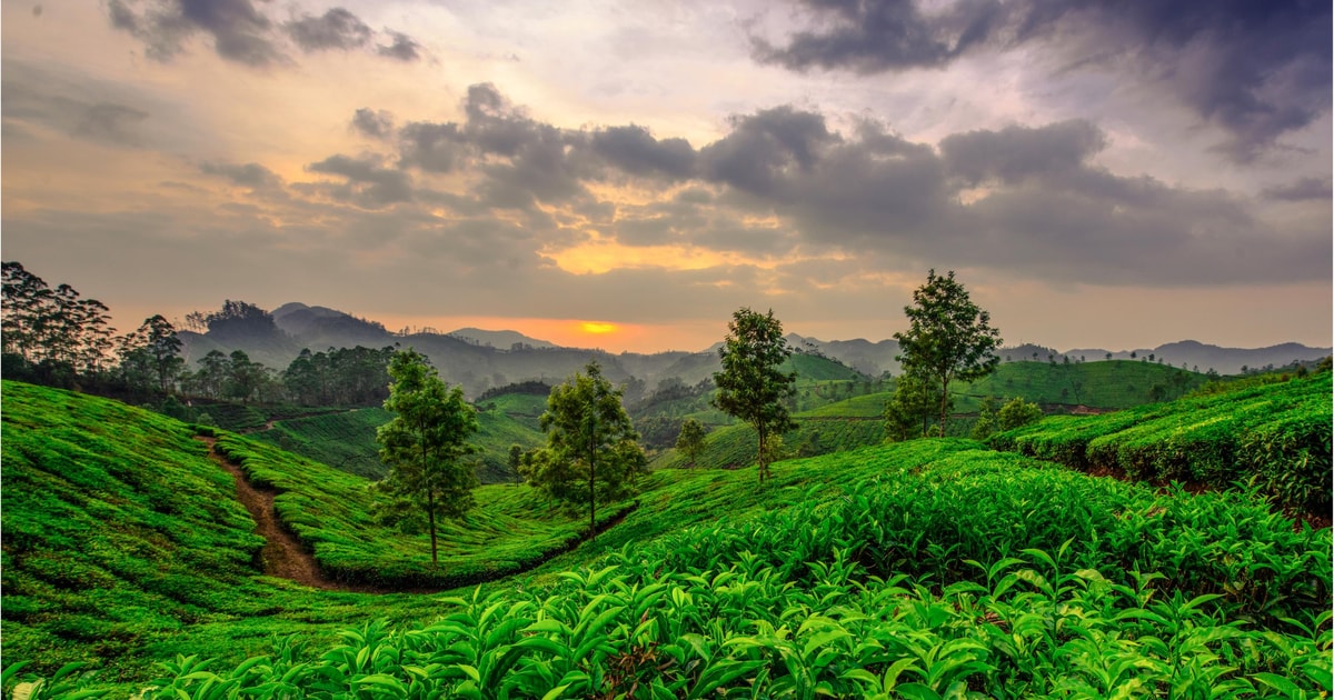 MUNNAR 02N + THEKKADY 01N + HOUSEBOAT 01N + KOVALAM 2N TOUR PACKAGE image