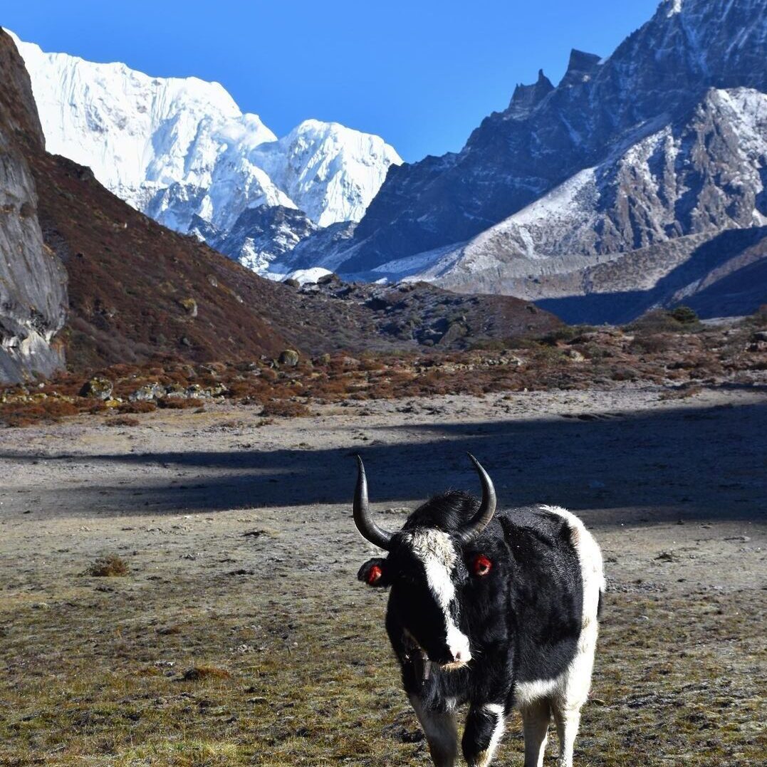 GANGTOK 04 N + LACHEN 01 N + LACHUNG 01 + PELLING 02 N + DARJEELING 02 TOUR PACKAGE image