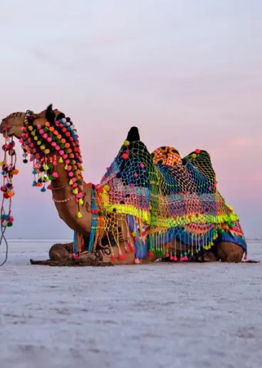 White Desert of Kutch Trip Package Event